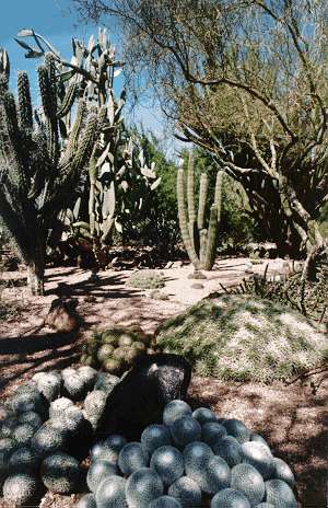 Phoenix botanikus kert