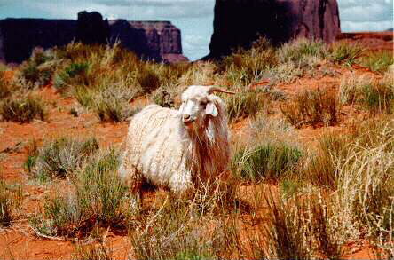 Kecske a Monument Valley-ben