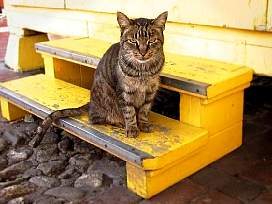 Unatkoz macska El Puebloban