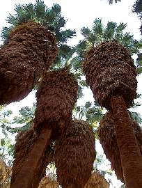 Plmafk hossz szakllal