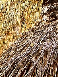 Egy plmafa kimosott gykrzete