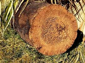 Plmafa keresztmetszete: nincsenek vgyrk