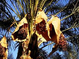 A datolya term indi szret utn