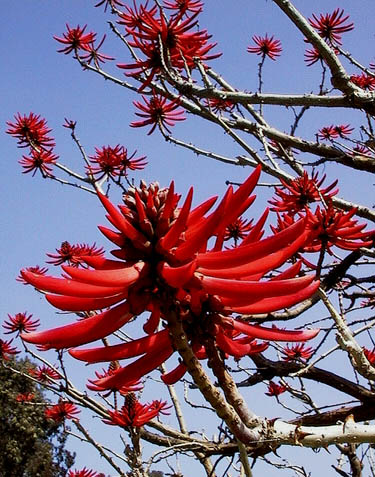 Piros virg egzotikus fa