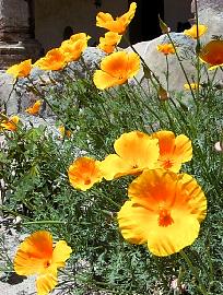 Lompoc - Sárga pipacs