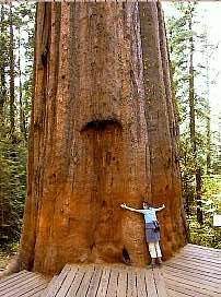 Adel megprobalja korbeerni az orias vorosfenyot