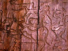 A szu megragta ennek a kidolt fenyonek a torzset