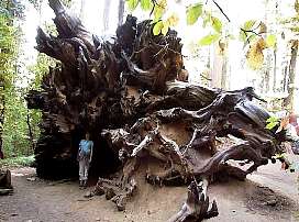 Adel egy kidolt fenyo gyokerei kozott