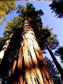 Kozel 100 meter magas vorosfenyo lombkoronaja